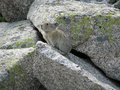Pika, Mt. Princeton.JPG
