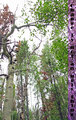 proverb tree_edited-1.jpg