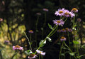 flower.jpg