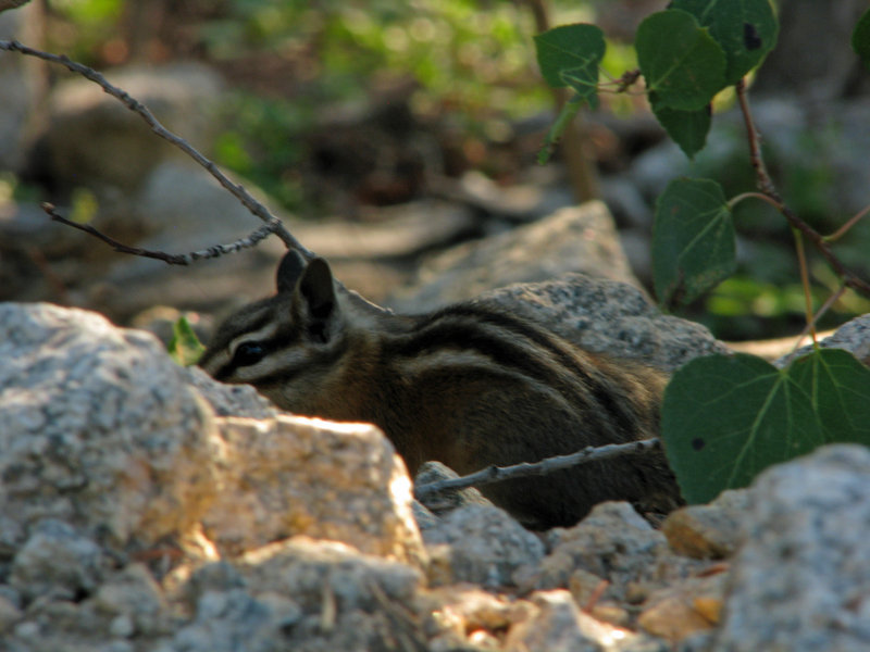 Chipmunk