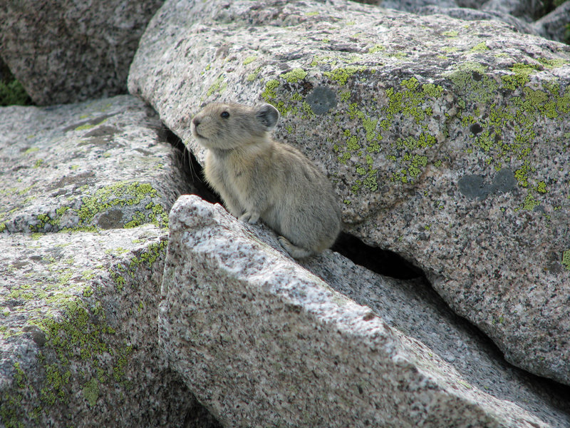 Pika, Mt. Princeton.JPG