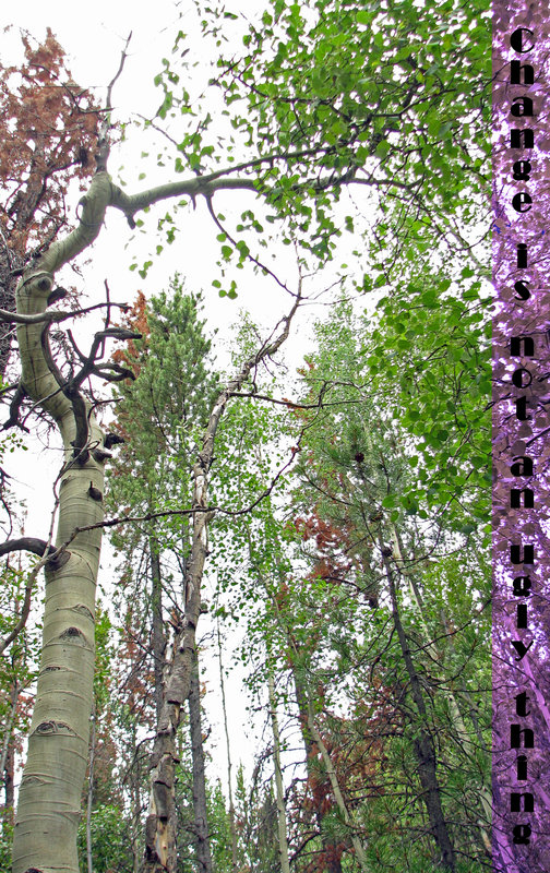proverb tree_edited-1.jpg