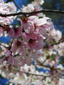 Great Colors.jpg