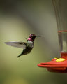 20140329-hummingbird-001