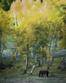 20140926-horses_autumn-002