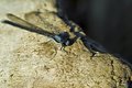 Curious Dragonfly