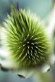 Green Pineapple