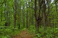 Plotter Kill Forest 