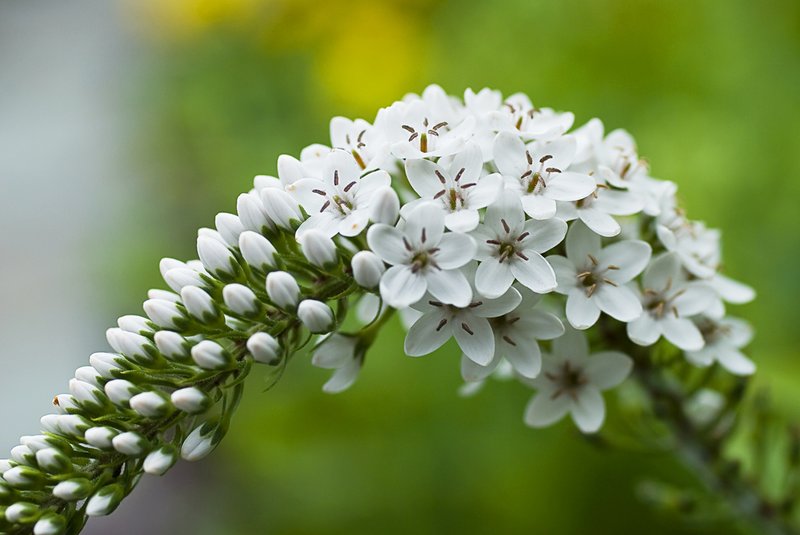 Graceful Blooms