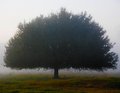 Florida Fog