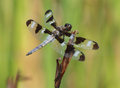 twelve-spot skimmer 