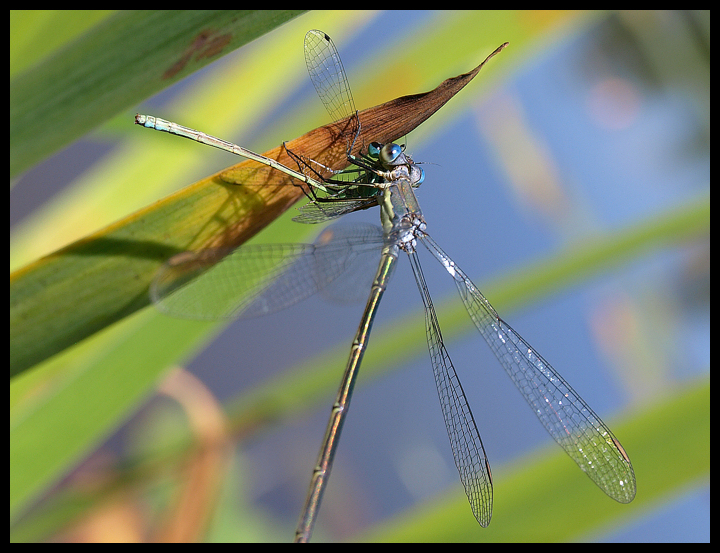 damselfly cannibal