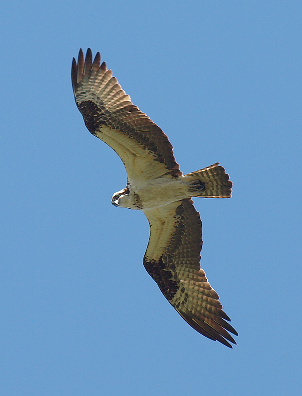 juvenile osprey