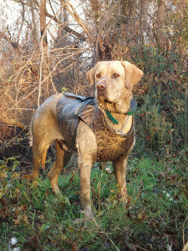Hunting Dog - Gunner