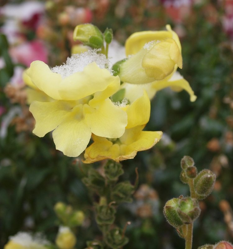 Yellow Snapdragon