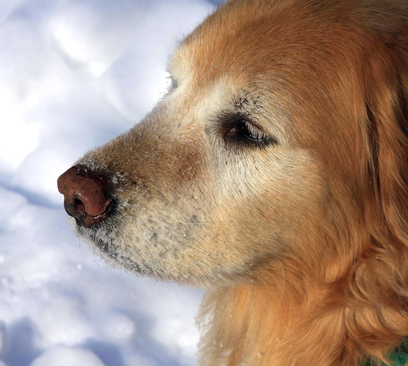 Snow dog