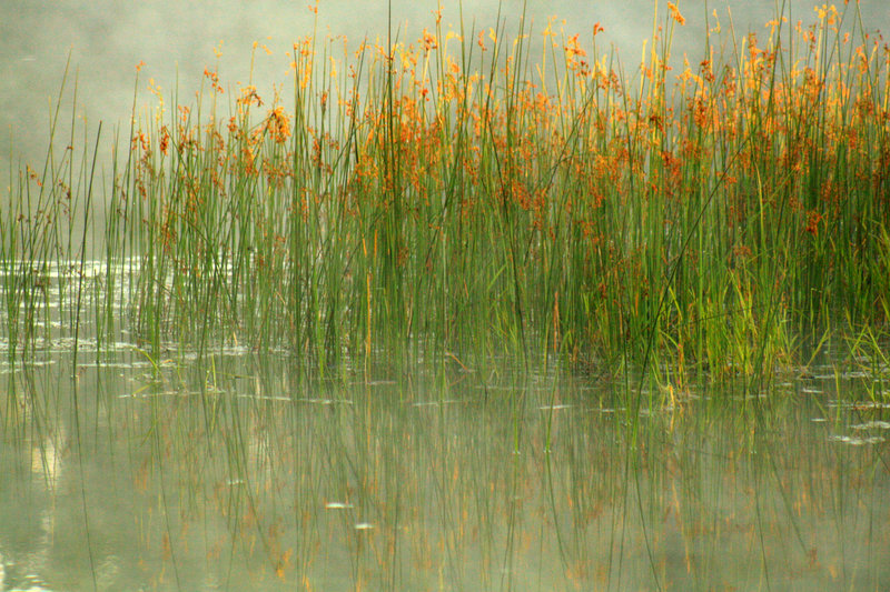 Reeds Watercolor