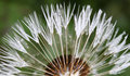 Dandelion Clock