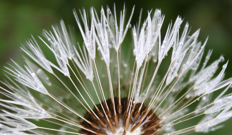 Dandelion Clock
