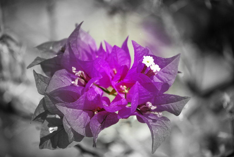 wild life lll 022-1.jpg