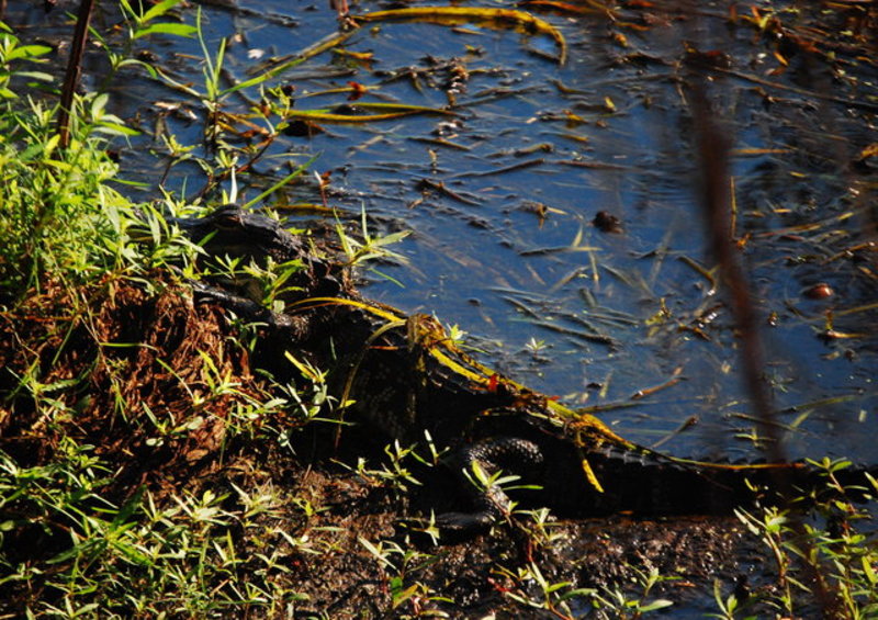 wildlife 10-01 012.jpg