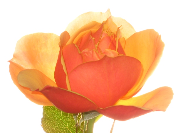 Bob's Rose