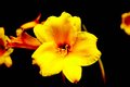 flower5 copy.jpg