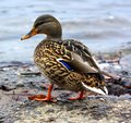 Female Duck