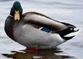 duck