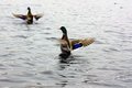dancing ducks