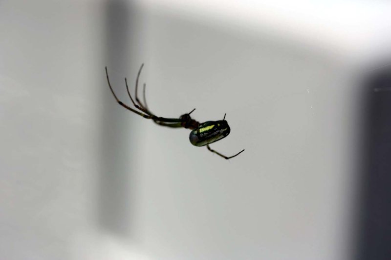 spider.jpg