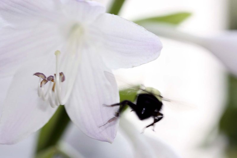 bee5.jpg