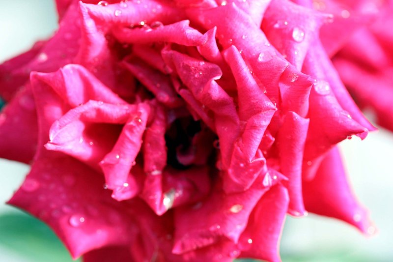 rose2.jpg