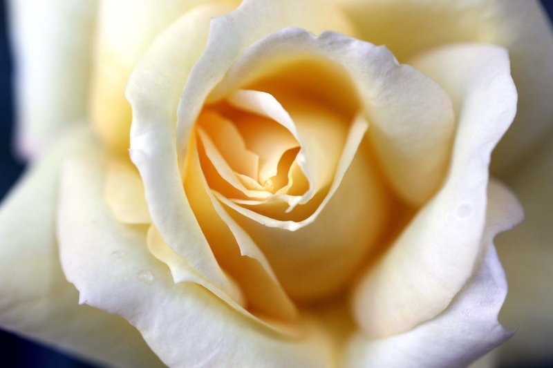 rose3.jpg