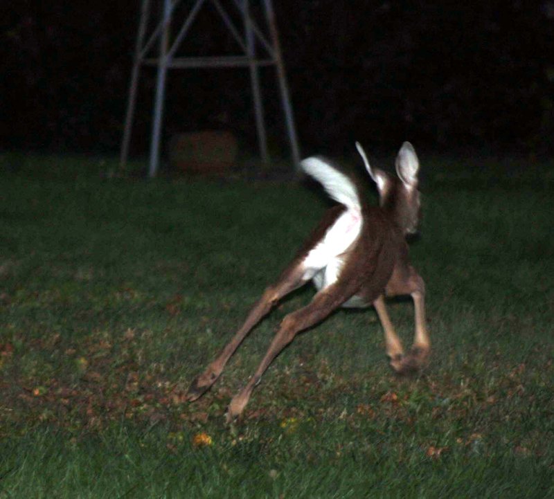 runningdoe.jpg
