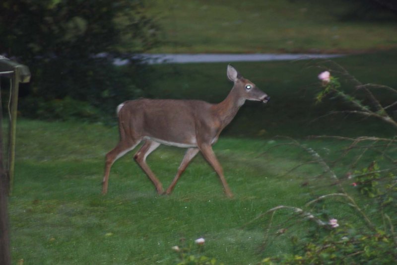 doe3.jpg