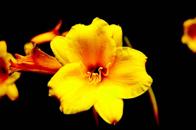 flower5 copy.jpg