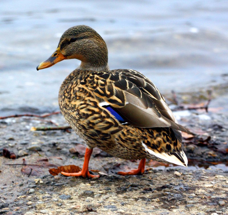 Female Duck