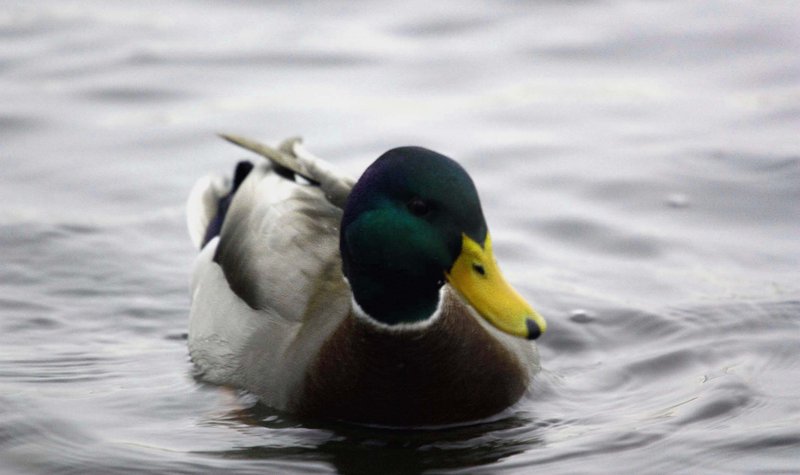 duck