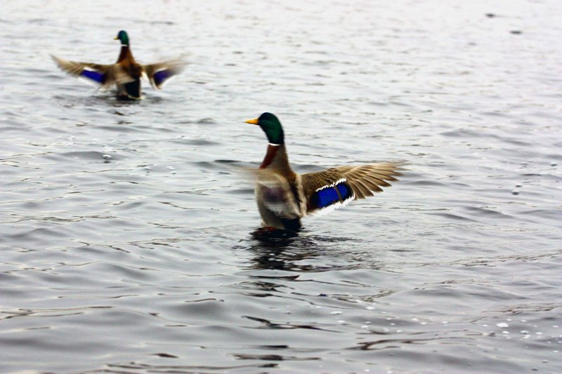 dancing ducks