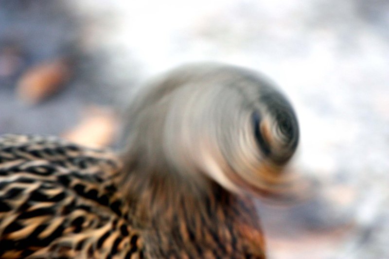 shaking it off 