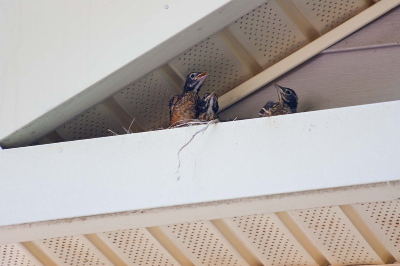 baby robins