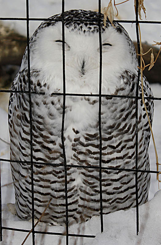 Snowy Owl