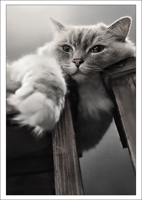 Tiana - Hangin' In There