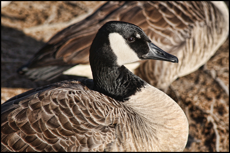 Canadian Goose