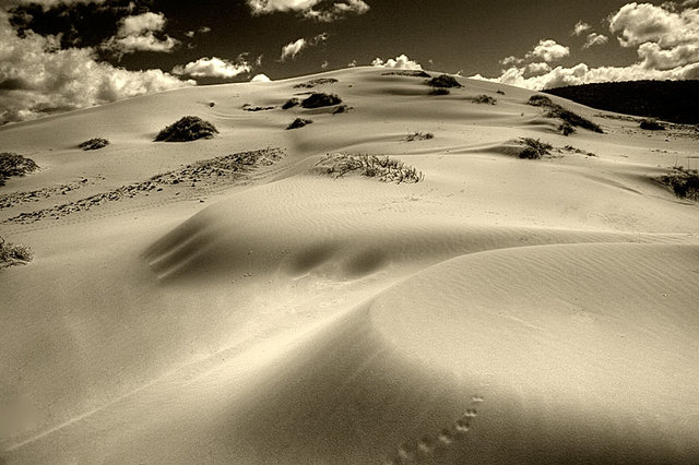 Coral Pink Sand Dunes