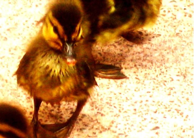 Frisky Duckling 