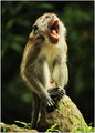 The Shout