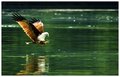 eagle