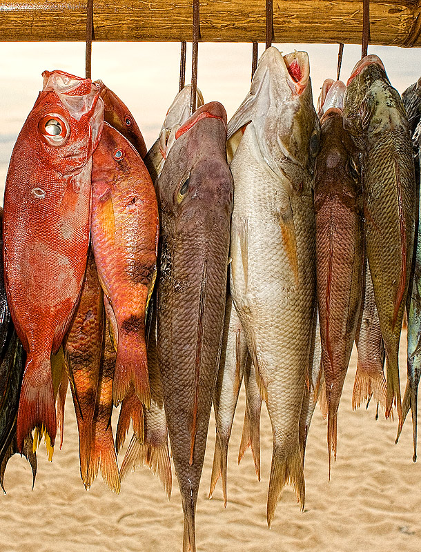 Cheap Fish by the Sea